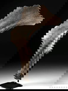 Massive Palmated Antler Fragment, Prehistoric Irish Elk (Megaloceros giganteus): Europe / Asia, Middle Pleistocene to Middle Holocene, ca. 450,000 to 7,700 years ago. A large antler fragment from an Irish elk (Megaloceros giganteus), displayed upright. The section shows the broad