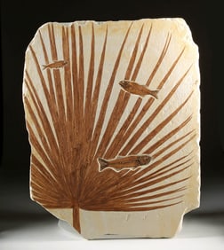 Massive Fossil Panel: Palm & Mioplosus / Knightia Fish
