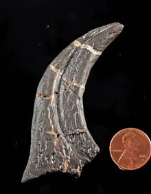 Rare 'Chicken from Hell' Dinosaur Claw, Anzu wyliei