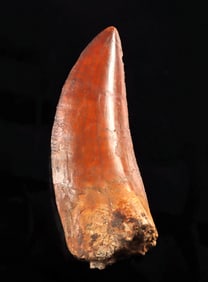 Fossilized Carcharodontosaurus Tooth, 3.7”L (mid-Cretaceous, North Africa)