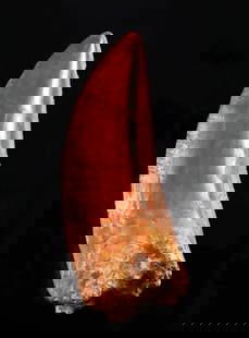 Fossilized Carcharodontosaurus Tooth, 3.7”L (mid-Cretaceous, North Africa): North Africa, Sahara, Morocco / Algeria, mid-Cretaceous, ca. 100 to 93 million years old. North Africa, Sahara, mid-Cretaceous, ca. 100 to 93 million years old. A fossilized tooth from