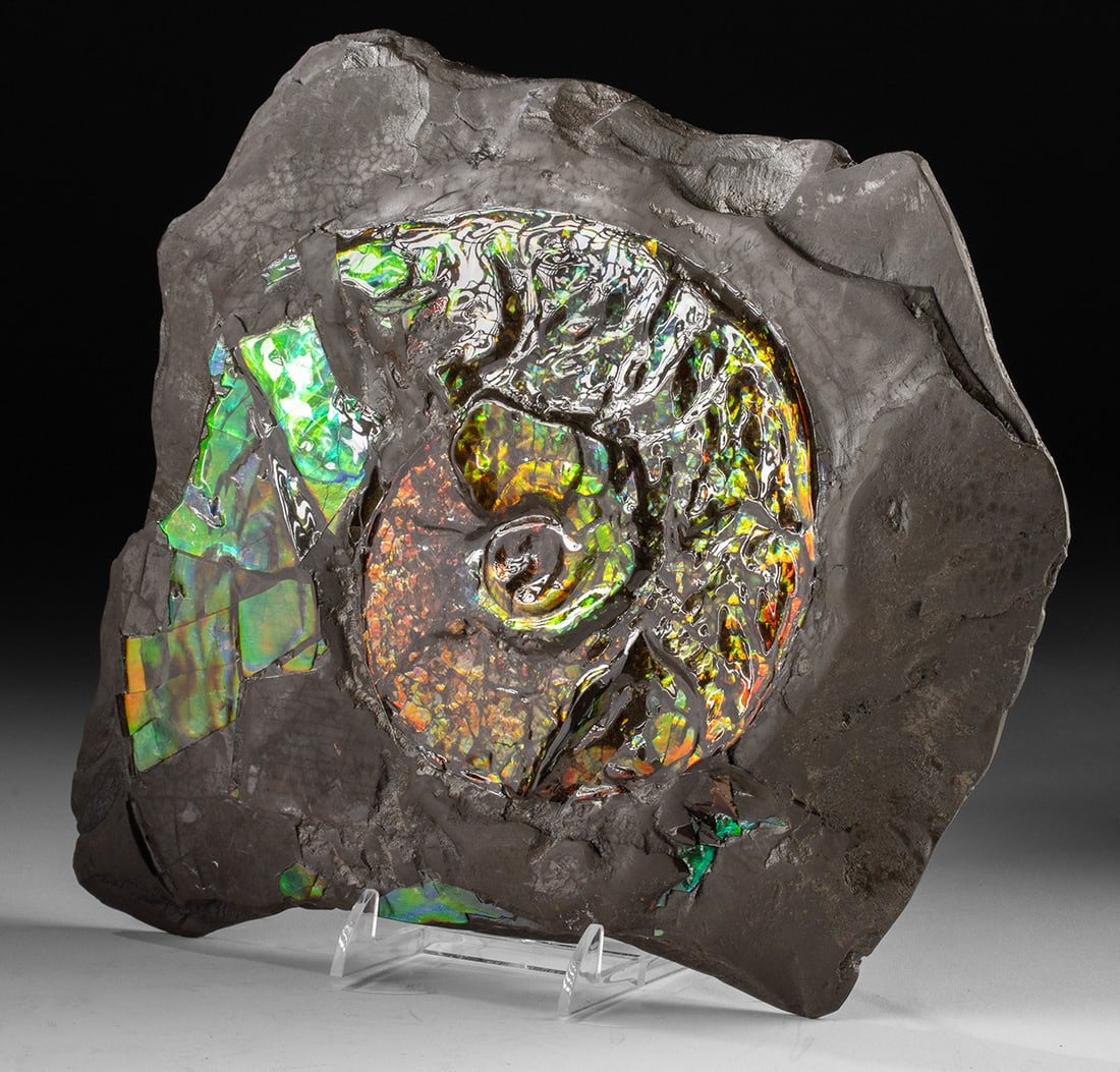 Rare Ammolite Fossil - Iridescent Ammonite in Matrix: North America, Canada, Alberta, Bearpaw Formation, Late Cretaceous, ca. 71 million years ago. A spectacular ammonite fossil of the genus Placenticeras, preserved in a gray stone matrix and representin