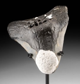 Fossilized Megalodon Tooth w/ Coral Encrustation, 4.74"