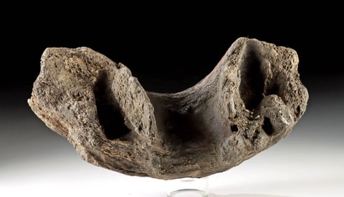 Large Prehistoric Fossilized Bone from Megafauna