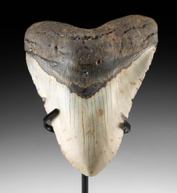 Large Fossilized Megalodon Shark Tooth, 5.7 Inches!