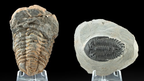 Trilobite Fossils in Stone Matrix (Nearly Complete)