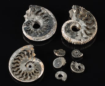 8 Ammonite Shell Fossils, Opalescent & Pyritized Shells