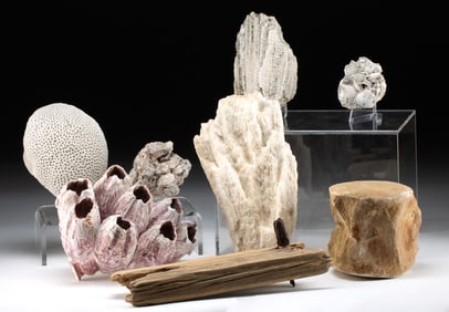 Coral, Fossilized Vertebra, Shells, & Driftwood, 8 pcs