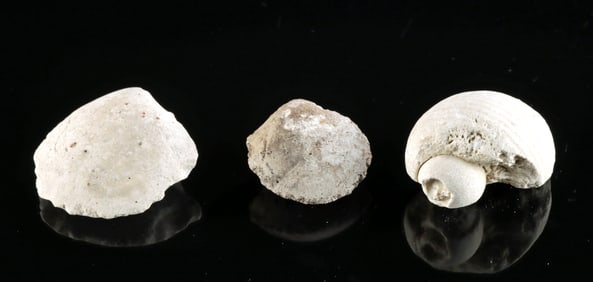 3 Fossilized Shells, Bivalves & Conch Spiral