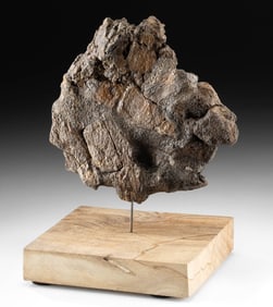 Rare Triceratops Dinosaur Frill Plate Fossil Fragment