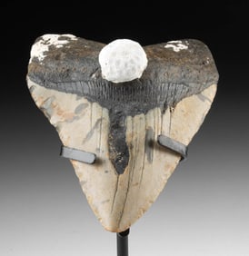 Fossilized Megalodon Tooth w/ Coral Encrustations