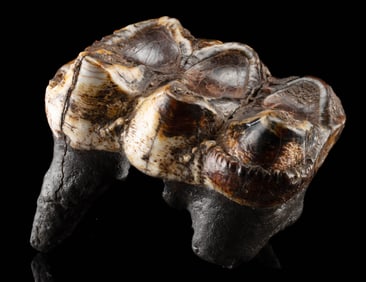 Prehistoric Florida Mastodon Fossilized Molar Tooth