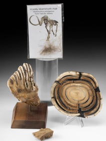 Siberian Mammoth Tusk Cross-Section, Tooth, Hair & Skin