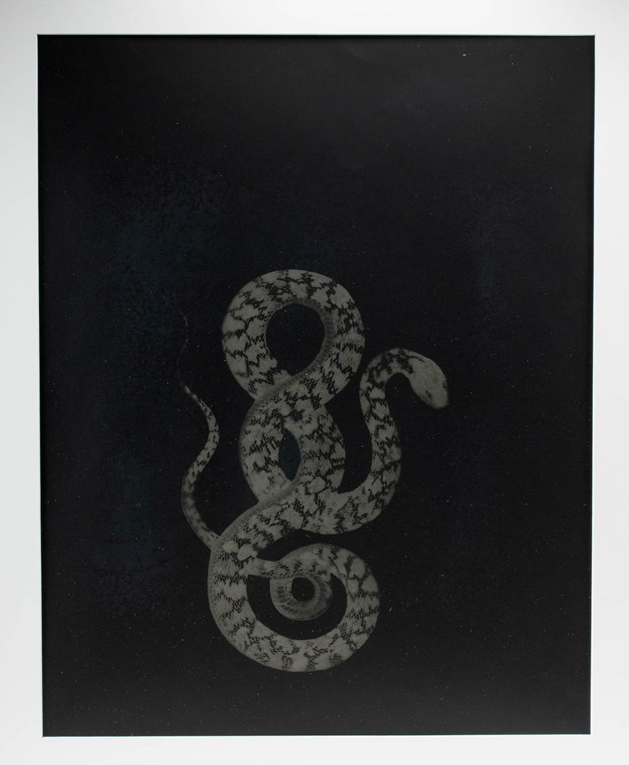 Shirine Gill Photo Serpent Series #3 (2005) (1 of 3)
