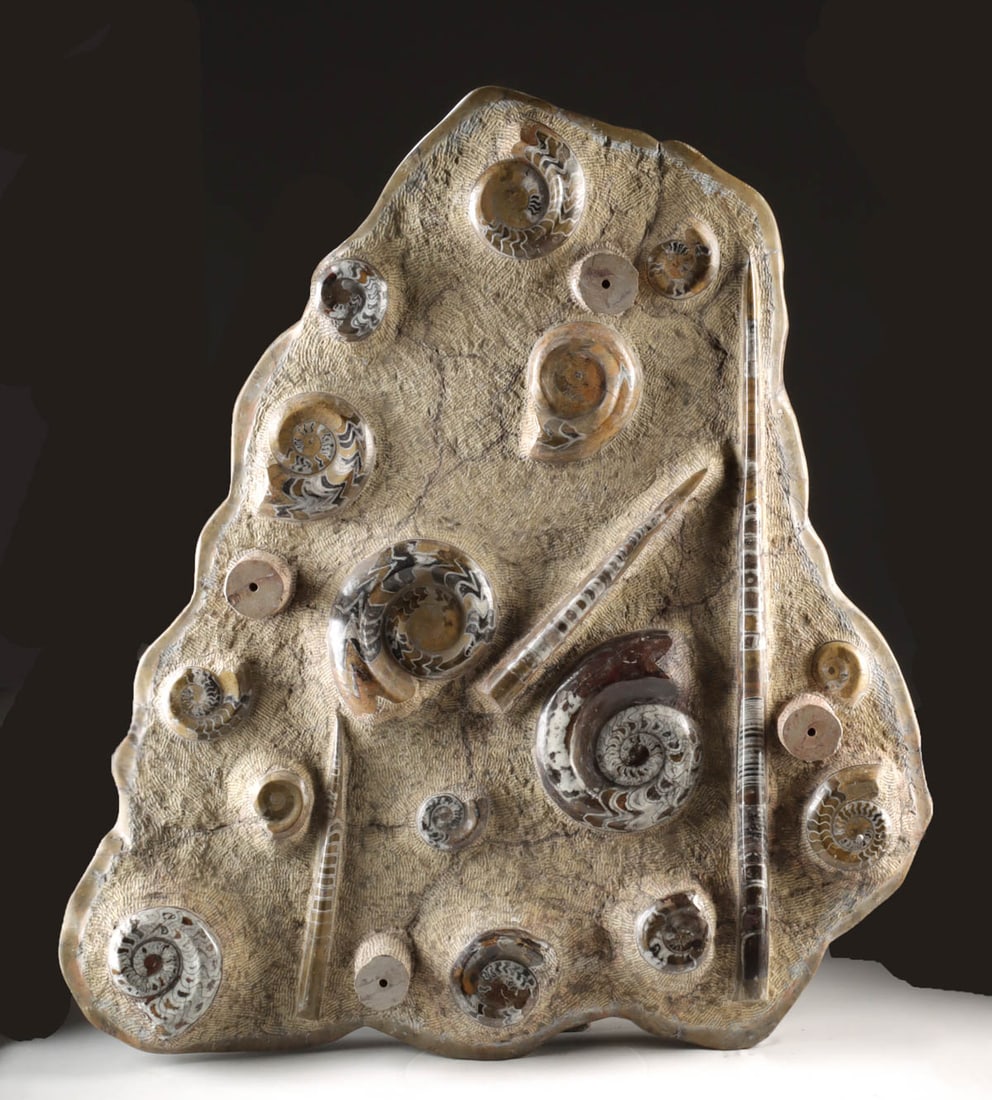 Huge Moroccan Fossil Slab Ammonites / Orthocerata (as Table): Ancient Seas, Morocco, Devonian Period, ca. 419.2 to 358.9 million years ago. A monumental polished fossil slab from the Devonian seas of Morocco, designed with four short modern legs that can support