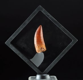 Fossilized Carcharodontosaurus Dinosaur Tooth - 3.7"!