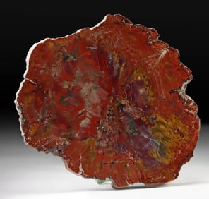 Late Triassic Petrified Wood Slab Vivid Coloration - 225 Million Years Ago!