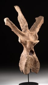 Triceratops Vertebra Fossil, Hell Creek Formation