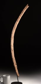 Triceratops Dinosaur Fossilized Rib Bone, 32" Long!