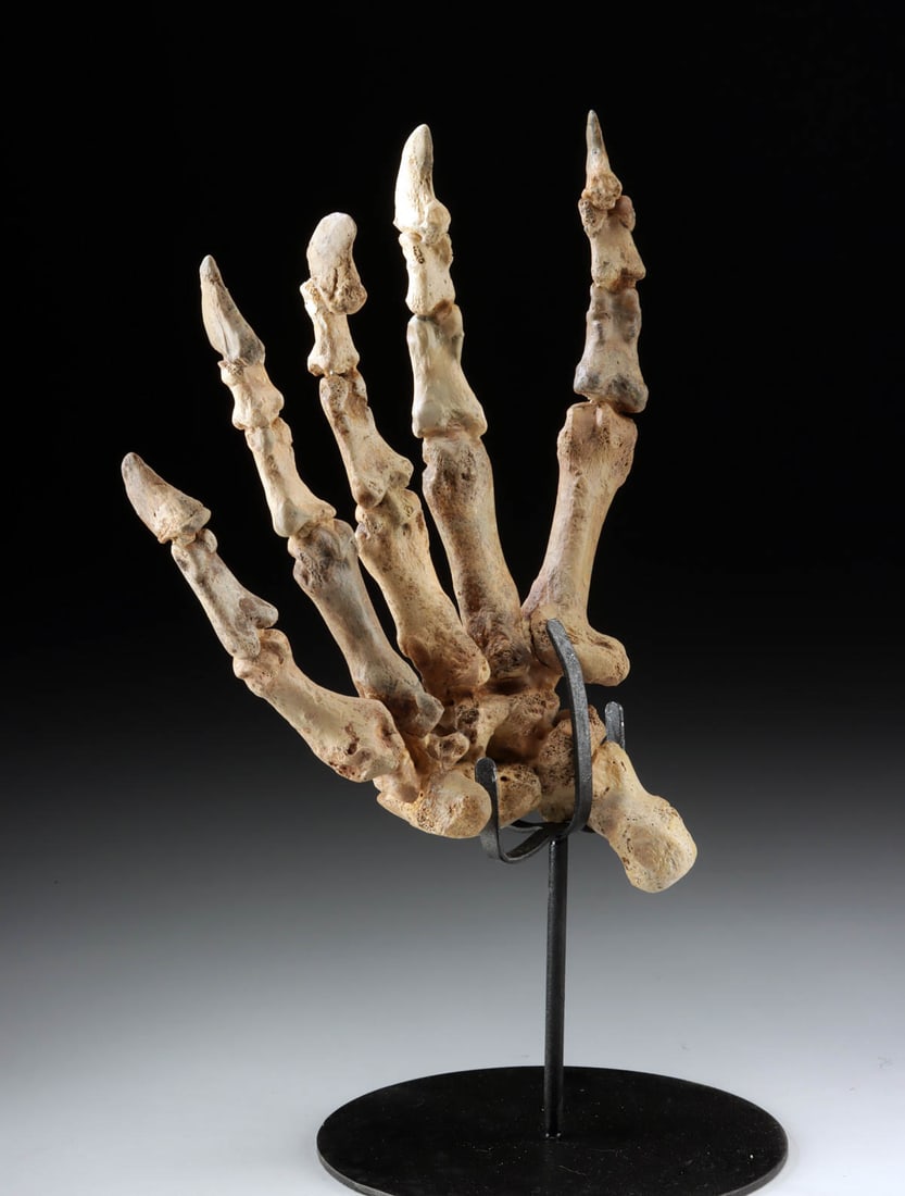 Fossil Forepaw Ursus spelaeus w/ Metacarpals, Phalanges & Claw Cores (1 of 3)