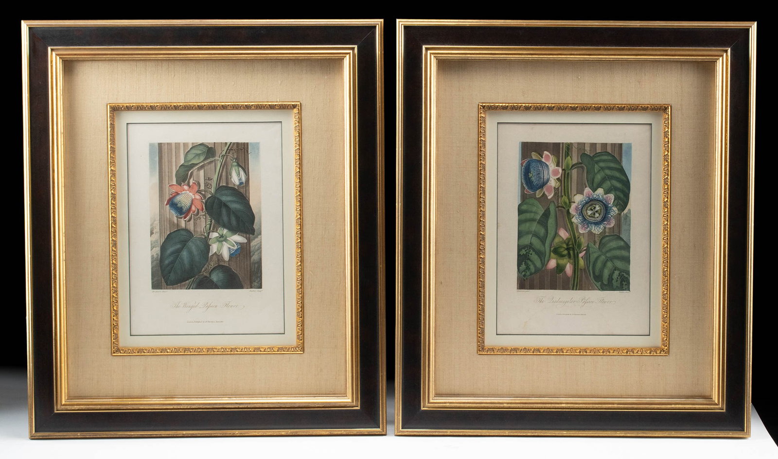 Temple of Flora (Lottery Edition), Two Hand-Colored Plates by Thornton, 1812: Dr. Robert John Thornton (British, 1768-1837). Two original antique botanical hand-colored aquatint engravings from "Temple of Flora" or "Garden of the Botanist" (the Lottery Edition). Published in Lo