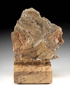 Triceratops Dinosaur Frill Plate Fossil Fragment