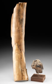 Pleistocene Mammoth Tusk & Molar Tooth Fragments
