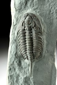Trilobite Fossil in Stone Matrix, Pseudosaukianda Lata