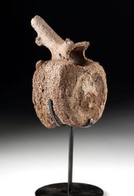 Fossilized Dinosaur Edmontosaurus Bone, Caudal Vertebra