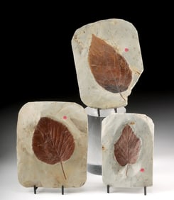 Three Paleocene Fossilized Leaves, Fort Union Formation