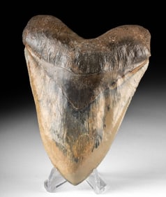 Large North Carolina Megalodon Shark Tooth, 5.7 Inches!