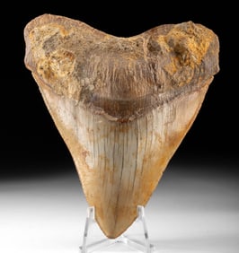 Chilean Fossilized Megalodon Shark Tooth, 5.2" Long!