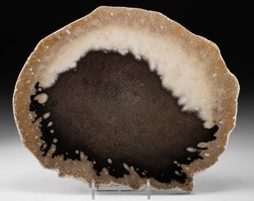 Texas Petrified Palm Wood Fossil Slab, Cross Section