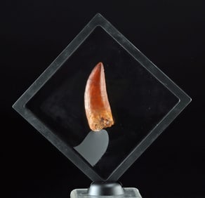 Fossilized Carcharodontosaurus Dinosaur Tooth - 3.7"!