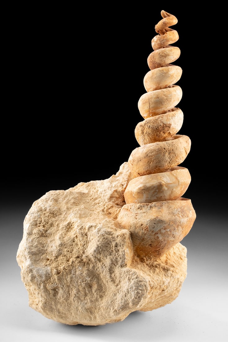 Fossil Gastropod Spiral Shell Internal Casting, 14"!: Western Europe, Eocene Epoch, ca. 40 million years ago. A large and uncommon natural interior cast of a prehistoric sea snail preserved in its limestone matrix, with the spiral whorl rising in a tight