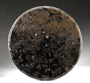 Fossilized Slab w/ Ammonites, Polished Tabletop