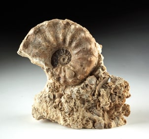 Mammites Ammonite Fossil in Calcite Seafloor Matrix