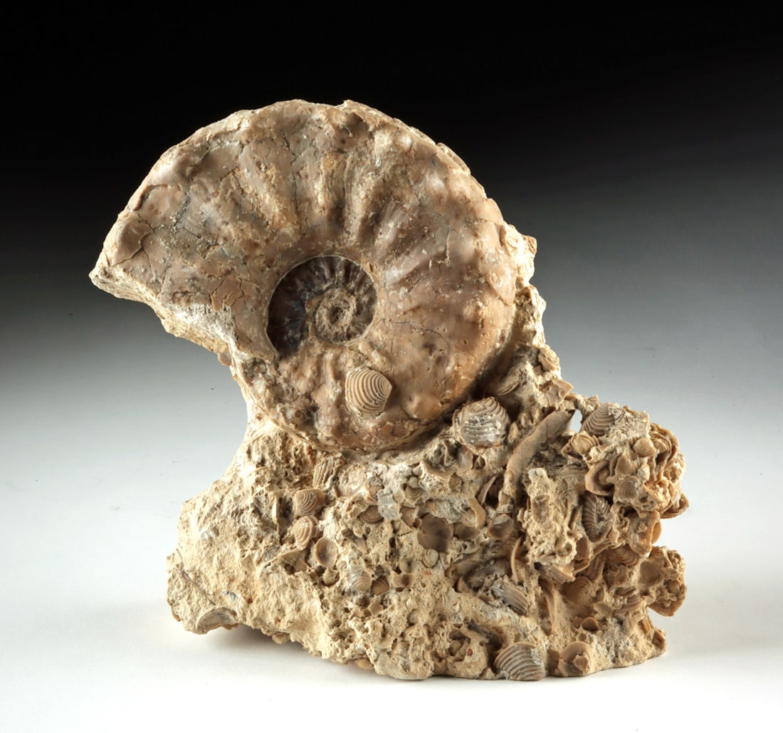 Mammites Ammonite Fossil in Calcite Seafloor Matrix: North Africa, Morocco, Late Cretaceous period, ca. 100 to 66 million years ago. A large ammonite fossil preserved atop a dense bed of calcified marine brachiopod shells, with the ammonite partially en