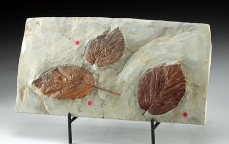 Paleocene Fossilized Leaves in Matrix, Fort Union Form