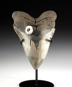 Fossilized Megalodon Tooth, Attached Barnacle, 5.7"!