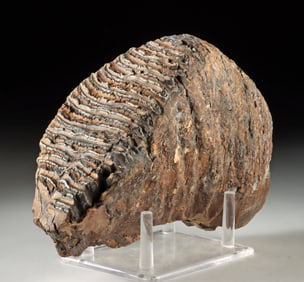 Large Woolly Mammoth Fossilized Molar Tooth