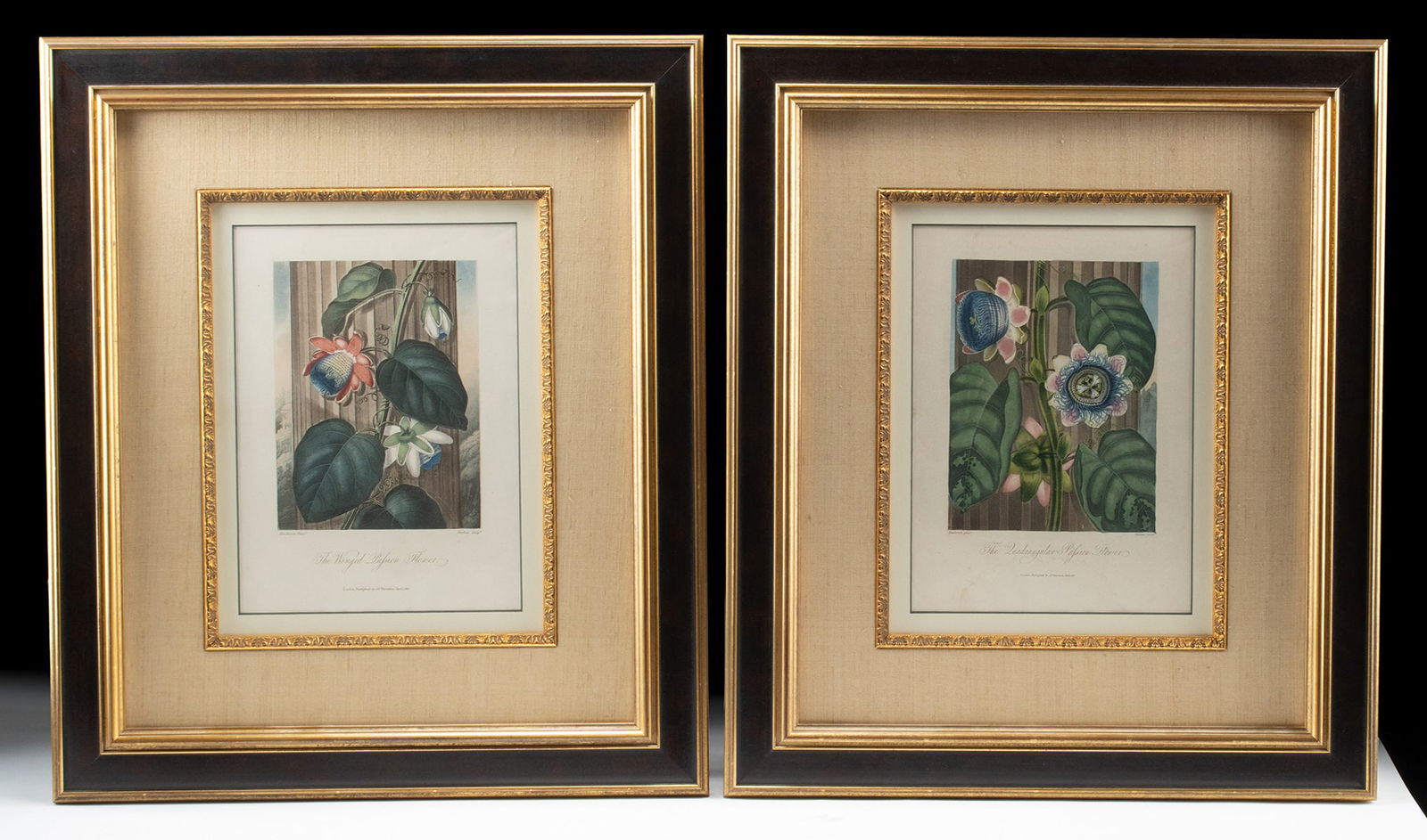 2 Robert John Thornton Botanical Engravings (1812): Dr. Robert John Thornton (British, 1768-1837). Two original antique botanical hand-colored aquatint engravings from "Temple of Flora" or "Garden of the Botanist" (the Lottery Edition). Published in Lo