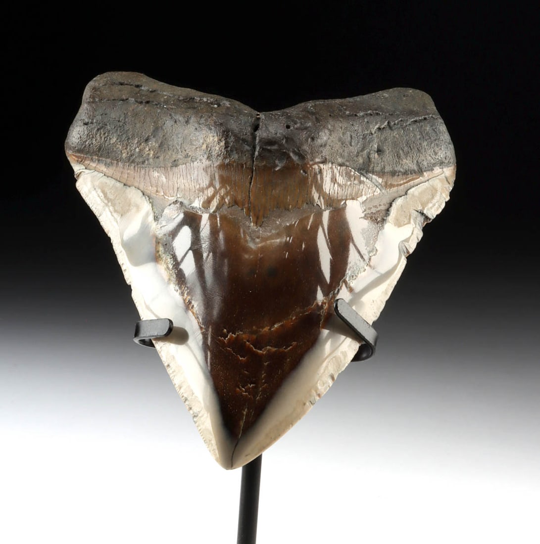 Polished Fossilized Megalodon Shark Tooth, 5.4 inches (1 of 2)