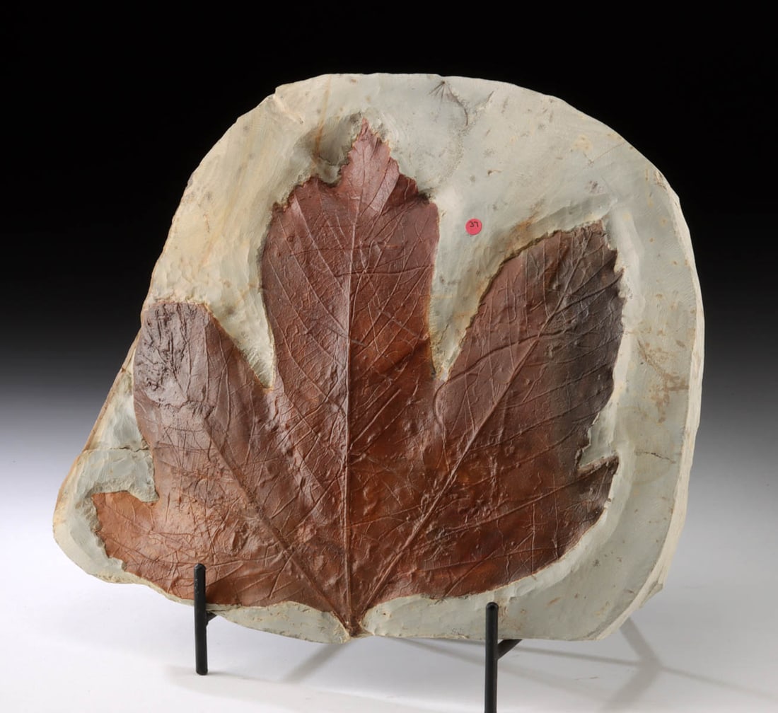 Cretaceous / Paleocene Fossilized Sycamore Leaf (1 of 3)
