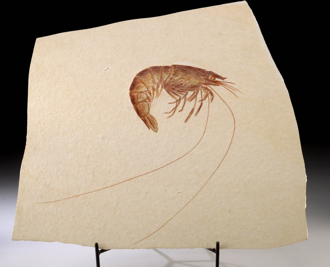 Antrimpos Shrimp Fossil Specimen on Limestone Matrix: Western Europe, Germany, Eichstatt, Solnhofen (Altmuhltal) Formation, Jurassic Period, ca. 154 to 144 million years ago. A fossil prawn of the genus Antrimpos preserved on an intact slab of limestone.