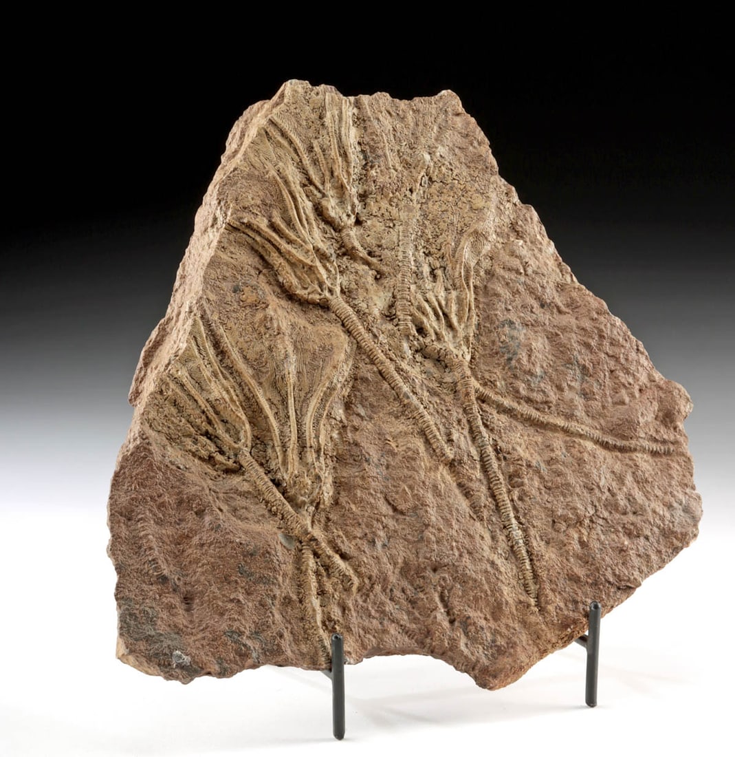Natural Moroccan Fossilized Crinoid Cluster in Matrix: North Africa, South Morocco, Upper Silurian, ca. 420 million years ago. A naturally preserved fossil slab displaying a concentrated group of large prehistoric crinoids (sea lilies), preserved in artic
