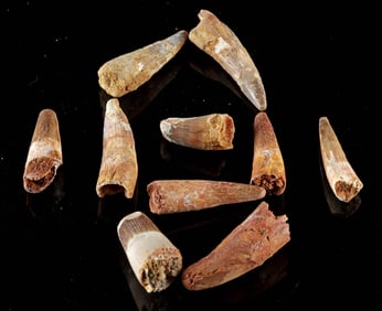 10 Fossilized Spinosaurus Dinosaur Teeth