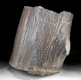 Large Triassic Fossilized Petrified Tree Trunk Segment