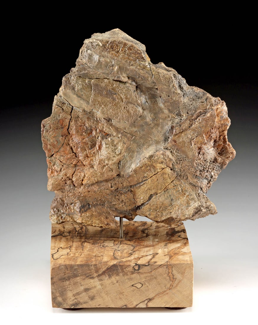 Triceratops Dinosaur Frill Plate Fossil Fragment: North America, Late Cretaceous period, ca. 68 to 66 million years ago. A large fragment of a Triceratops frill plate, originating from the bony shield that once extended over the neck of this celebrat