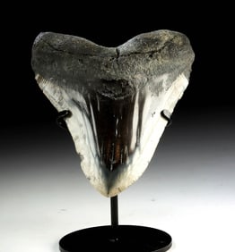Large Polished Megalodon Tooth - 5.67"